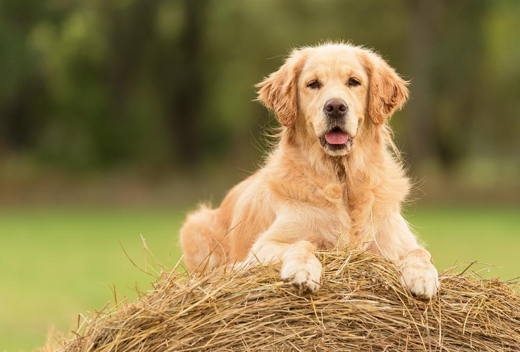 Golden Retriever