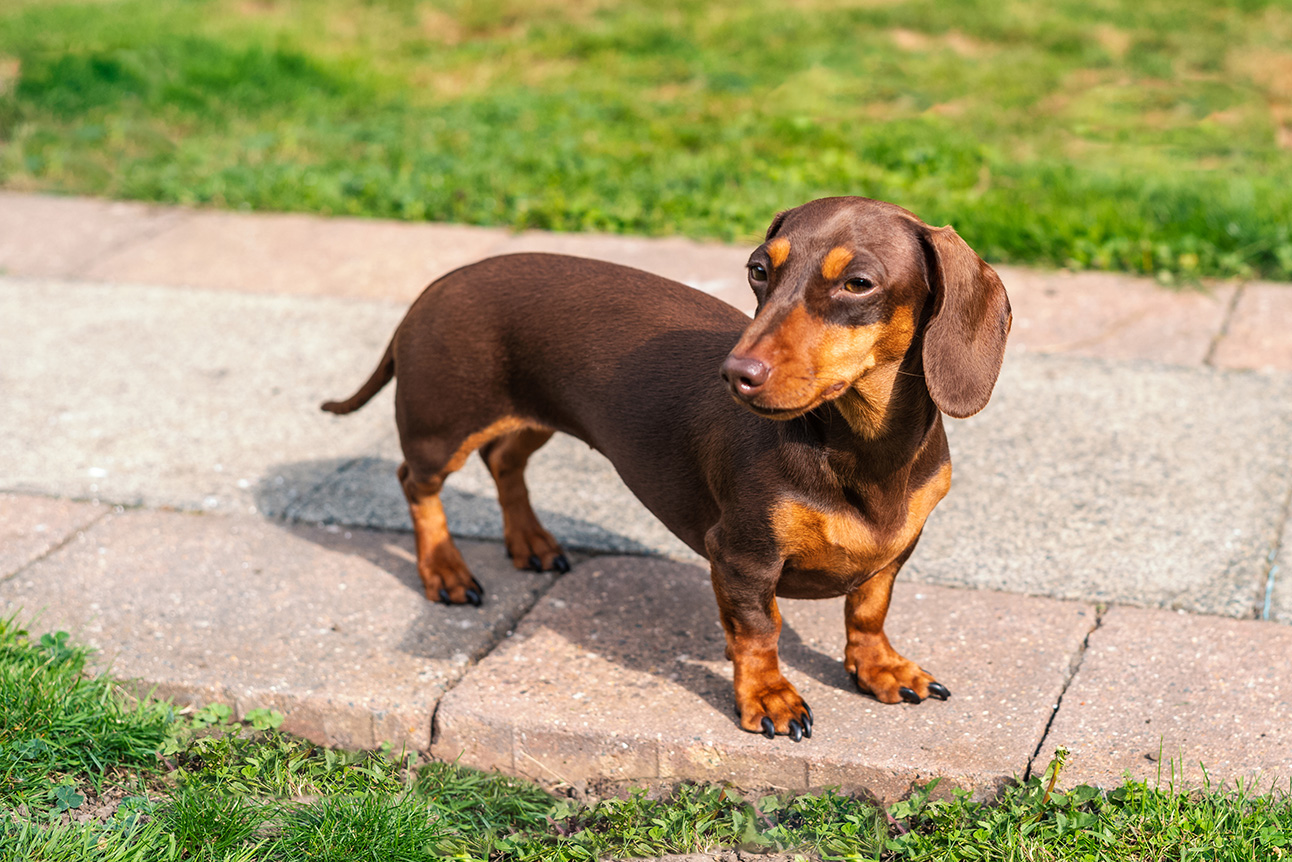 Miniature Dachshund