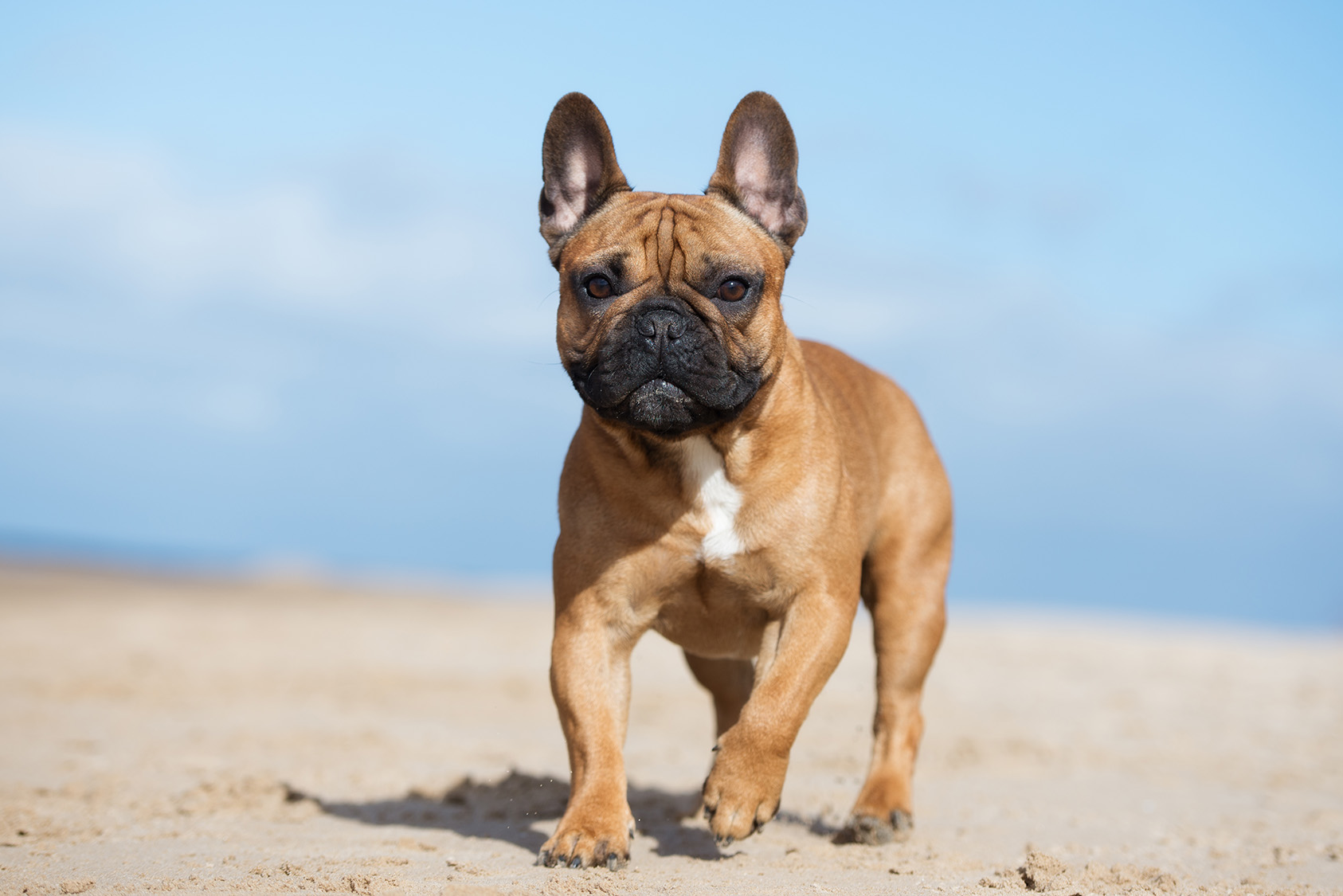 French Bulldog